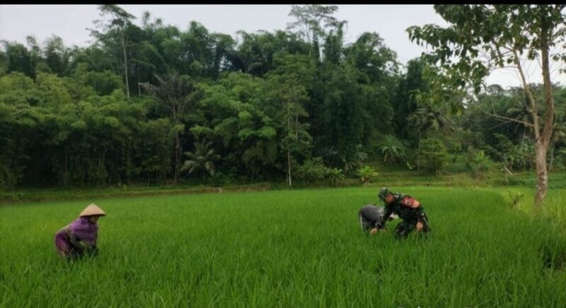 Babinsa Koramil 2211/Sagaranten Dampingi Kelompok Tani dalam Program Ketahanan Pangan 1 Babinsa Koramil 2211/Sagaranten Dampingi Kelompok Tani dalam Program Ketahanan Pangan