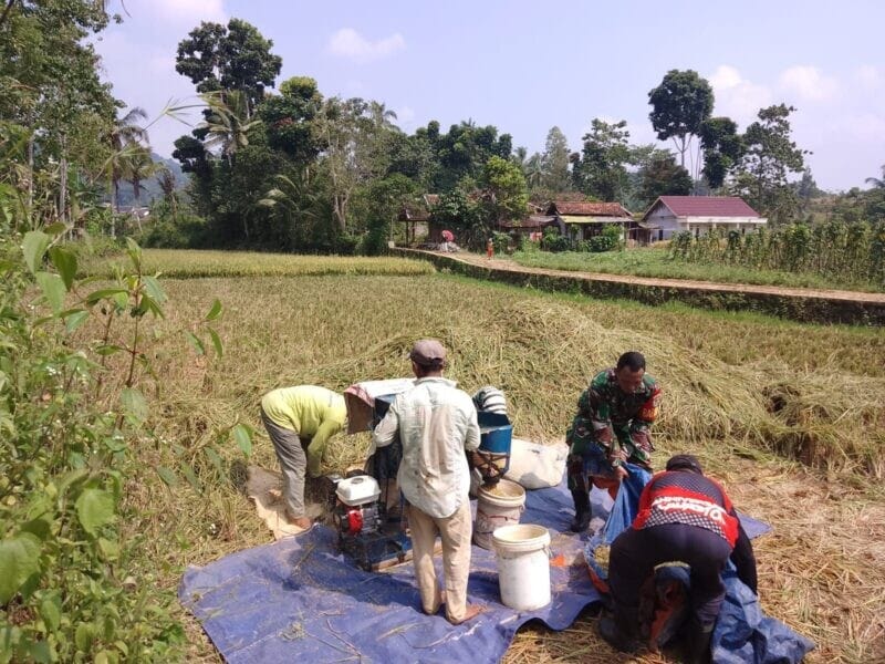 Babinsa Koramil 2209/Lengkong Laksanakan Pendampingan Ketahanan Pangan di Desa Lengkong 1 Babinsa Koramil 2209/Lengkong Laksanakan Pendampingan Ketahanan Pangan di Desa Lengkong