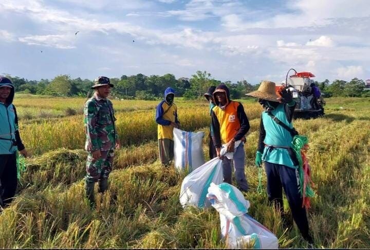 Babinsa Koramil 2214/Surade Laksanakan Pendampingan Hanpangan Bersama Poktan Sugih Mukti 8