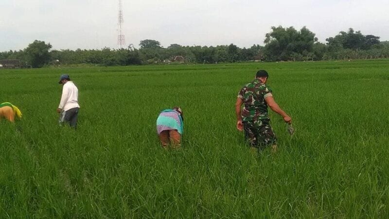 Babinsa Koramil 2212/Tegalbuleud Dampingi Poktan dalam Kegiatan Hanpangan 1 Babinsa Koramil 2212/Tegalbuleud Dampingi Poktan dalam Kegiatan Hanpangan