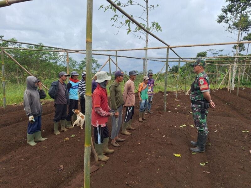 Babinsa Koramil 2208/Nyalindung Laksanakan Pembinaan kepada Kelompok Tani di Desa Kertaangsana 1 Babinsa Koramil 2208/Nyalindung Laksanakan Pembinaan kepada Kelompok Tani di Desa Kertaangsana