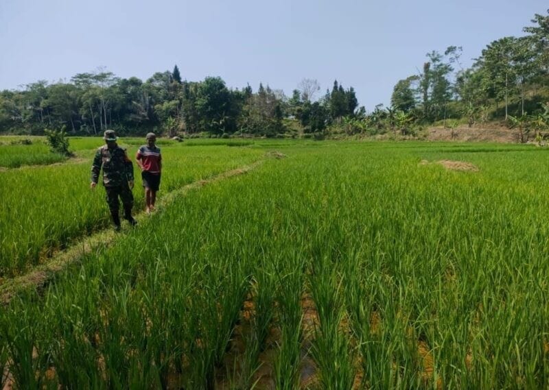 Babinsa Koramil 2209/Lengkong Dampingi Ketahanan Pangan di Desa Cilangkap 8
