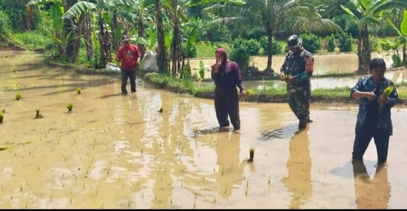 Babinsa Koramil 2211/Sagaranten Laksanakan Kegiatan Ketahanan Pangan di Desa Gunungbentang 1 Babinsa Koramil 2211/Sagaranten Laksanakan Kegiatan Ketahanan Pangan di Desa Gunungbentang