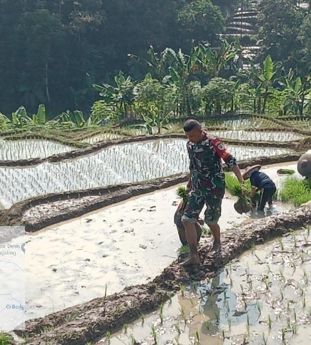 BABINSA KORAMIL 2205/KALAPANUNGGAL DORONG KETAHANAN PANGAN BERSAMA KELOMPOK TANI 1 BABINSA KORAMIL 2205/KALAPANUNGGAL DORONG KETAHANAN PANGAN BERSAMA KELOMPOK TANI