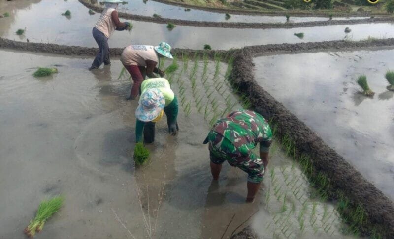 Babinsa Koramil 2212/Tegalbuleud Laksanakan Pendampingan Hanpangan di Desa Sirnamekar 1 Babinsa Koramil 2212/Tegalbuleud Laksanakan Pendampingan Hanpangan di Desa Sirnamekar