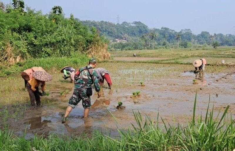 Babinsa Koramil 2207/Jampangtengah Laksanakan Pendampingan Pengecekan Hanpangan Padi 1 Babinsa Koramil 2207/Jampangtengah Laksanakan Pendampingan Pengecekan Hanpangan Padi