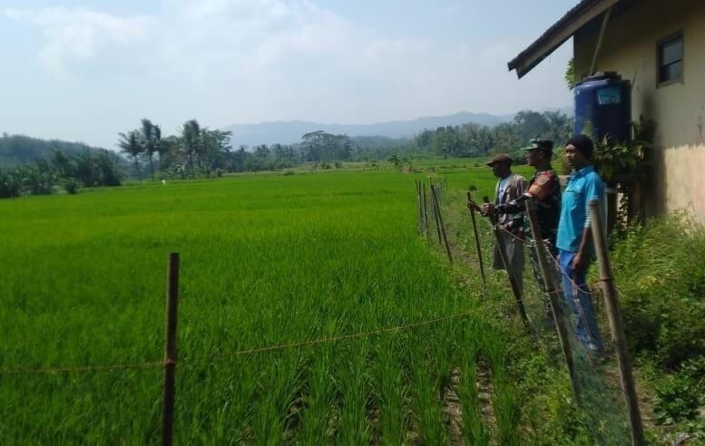 Babinsa Koramil 2207/Jampangtengah Laksanakan Pendampingan Ketahanan Pangan Bersama Poktan 1 Babinsa Koramil 2207/Jampangtengah Laksanakan Pendampingan Ketahanan Pangan Bersama Poktan