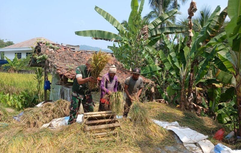 Babinsa Koramil 2204/Cikidang Dampingi Kegiatan Ketahanan Pangan di Desa Cikarae Thoyibah 8