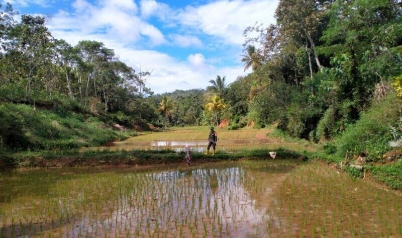 Babinsa Koramil 2209/Lengkong Laksanakan Pendampingan Ketahanan Pangan di Desa Tegallega 1