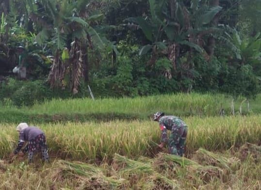 Babinsa Koramil 2212/Tegalbuleud Laksanakan Pendampingan Ketahanan Pangan di Desa Nangela 7