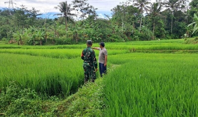 Babinsa Koramil 2207/Jampangtengah Laksanakan Pendampingan Ketahanan Pangan di Desa Panumbangan 4