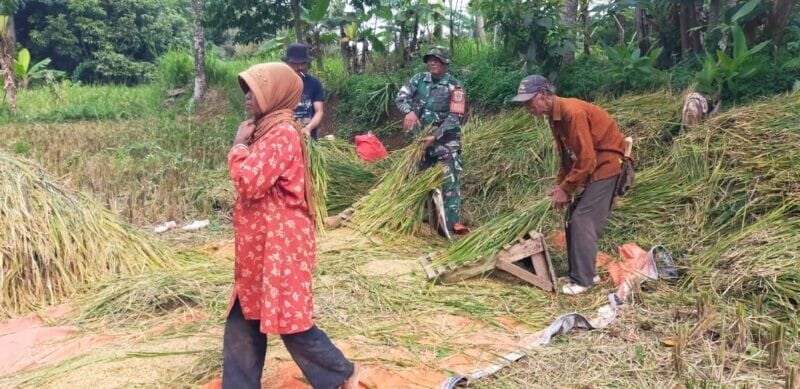 Babinsa Koramil 2211/Sagaranten Dampingi Kegiatan Ketahanan Pangan di Desa Sinarbentang 6