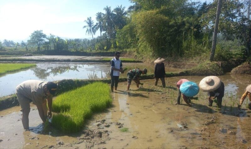 Babinsa Koramil 2207/Jampangtengah Laksanakan Pendampingan Hanpangan Bersama Poktan di Desa Nangerang 7