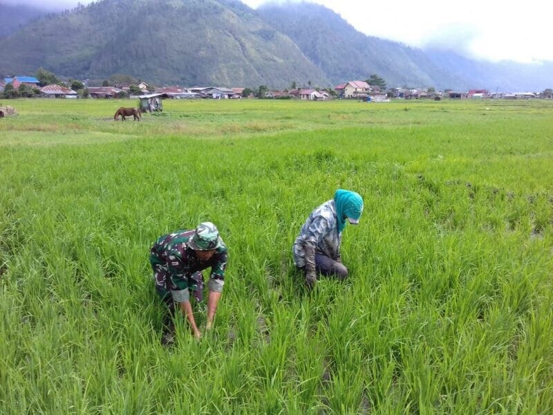 Babinsa Koramil 2212/Tegalbuleud Laksanakan Pendampingan Hanpangan kepada Poktan di Desa Nangela 11