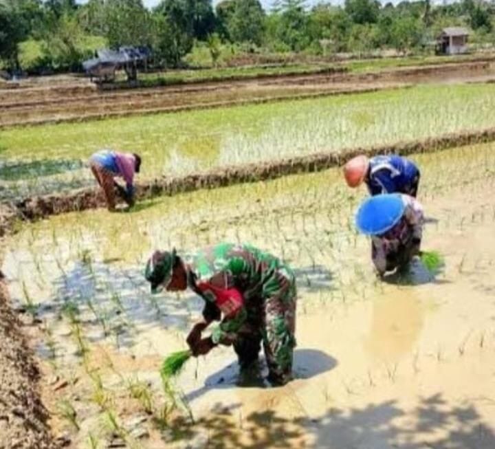Babinsa Koramil 2214/Surade Laksanakan Pendampingan Hanpangan Bersama Poktan di Desa Sukatani 9