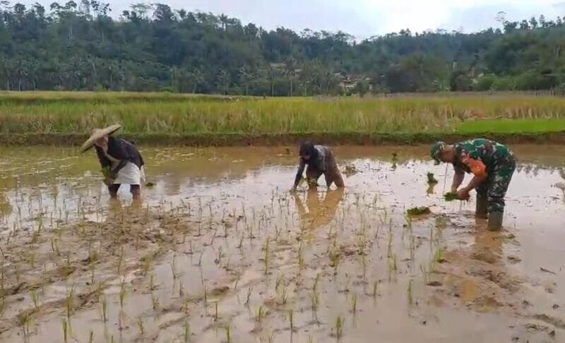 Babinsa Koramil 2207/Jampangtengah Laksanakan Pendampingan Hanpangan Padi di Desa Bantarpanjang 2