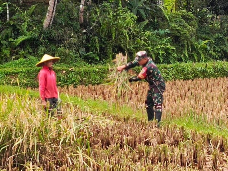 Babinsa Koramil 2207/Jampangtengah Dampingi Ketahanan Pangan di Desa Cimerang 2
