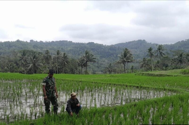 Babinsa Koramil 2212/Tegalbuleud Laksanakan Pendampingan Ketahanan Pangan di Desa Sirnamekar 8