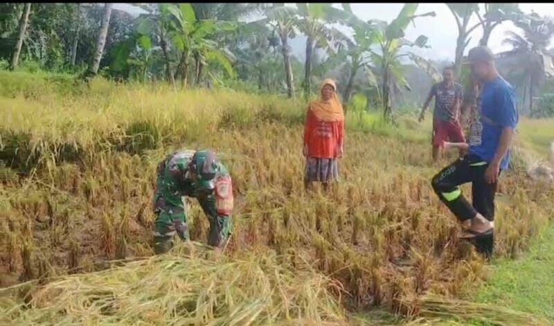 Babinsa Koramil 2207/Jampangtengah Laksanakan Pendampingan Hanpangan Padi 2