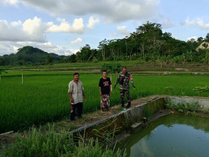 Babinsa Koramil 2204/Cikidang Laksanakan Pendampingan Hanpangan di Desa Tamansari 1 Babinsa Koramil 2204/Cikidang Laksanakan Pendampingan Hanpangan di Desa Tamansari