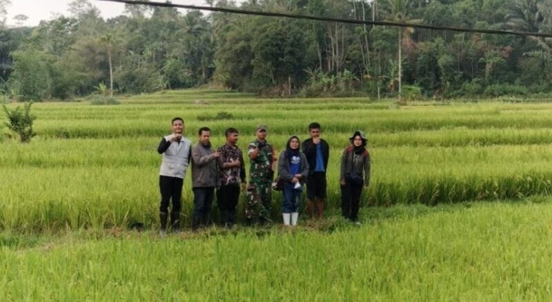 Babinsa Koramil 2209/Lengkong Laksanakan Pendampingan Ketahanan Pangan di Desa Langkapjaya 1 Babinsa Koramil 2209/Lengkong Laksanakan Pendampingan Ketahanan Pangan di Desa Langkapjaya