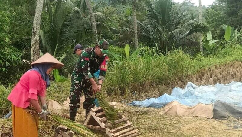Babinsa Koramil 2212/Tegalbuleud Dampingi Kegiatan Hanpangan Bersama Poktan di Desa Rambay 1 Babinsa Koramil 2212/Tegalbuleud Dampingi Kegiatan Hanpangan Bersama Poktan di Desa Rambay