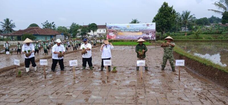 Pasi Ops Kodim 0622/Kab. Sukabumi Hadiri Gerakan Tanam Serempak 50.000 Hektare Dukung Swasembada Pangan Nasional 1