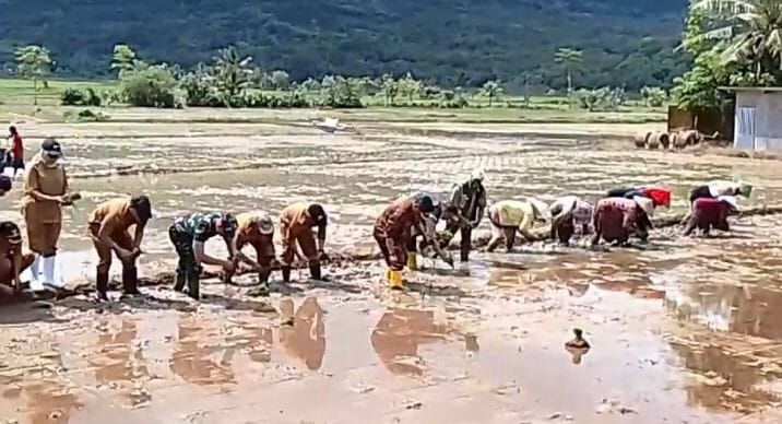 Danramil 2215/Ciemas Pimpin Gerakan Panen dan Percepatan Tanam Padi Serentak 1 Danramil 2215/Ciemas Pimpin Gerakan Panen dan Percepatan Tanam Padi Serentak