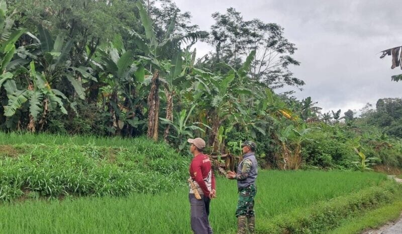 Babinsa Koramil 2207/Jampangtengah Laksanakan Pendampingan Hanpangan Padi di Desa Panumbangan 1 Babinsa Koramil 2207/Jampangtengah Laksanakan Pendampingan Hanpangan Padi di Desa Panumbangan