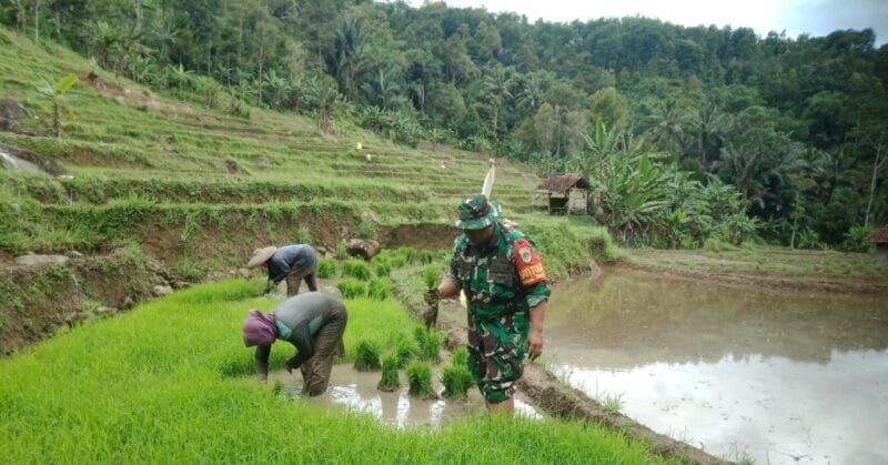 BABINSA KORAMIL 2204/CIKIDANG LAKSANAKAN PENDAMPINGAN LTT DI DESA CIKARAE THOYIBAH 1 BABINSA KORAMIL 2204/CIKIDANG LAKSANAKAN PENDAMPINGAN LTT DI DESA CIKARAE THOYIBAH