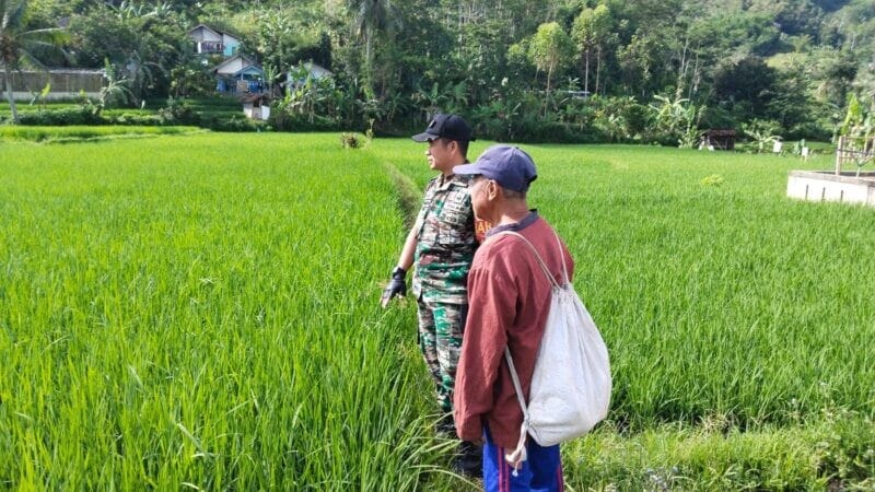 Babinsa Desa Neglasari Laksanakan Pengecekan Hama Padi Bersama Kelompok Tani 1 Babinsa Desa Neglasari Laksanakan Pengecekan Hama Padi Bersama Kelompok Tani