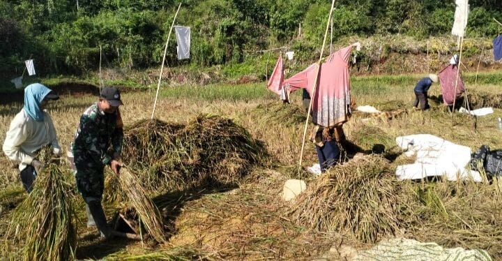 BABINSA KORAMIL 2210/PABUARAN LAKSANAKAN PENDAMPINGAN HANPANG BERSAMA POKTAN SUGIH MAKMUR 1 BABINSA KORAMIL 2210/PABUARAN LAKSANAKAN PENDAMPINGAN HANPANG BERSAMA POKTAN SUGIH MAKMUR