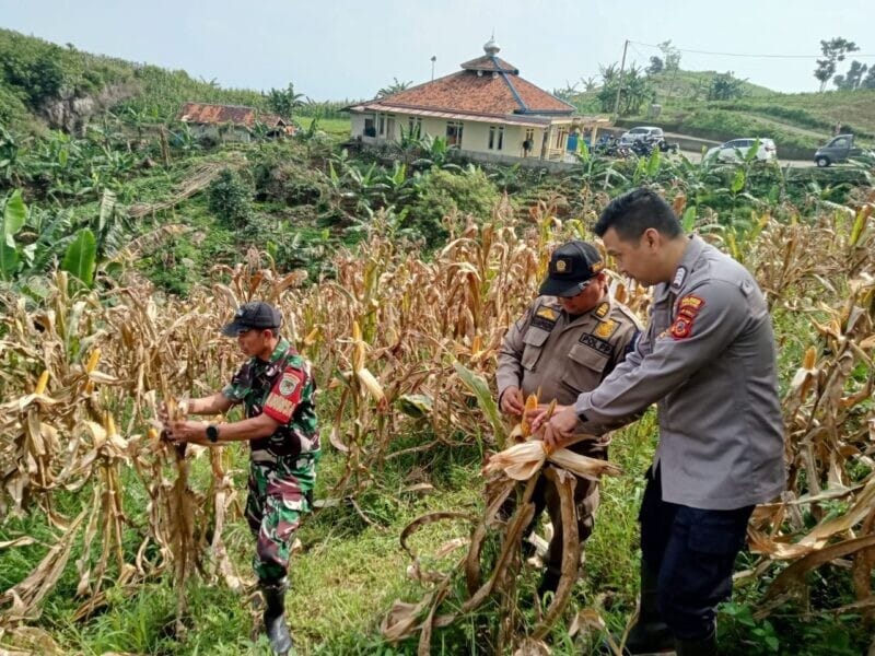Babinsa Koramil 2208/Nyalindung Hadiri Panen Raya Jagung Hibrida di Desa Neglasari 11