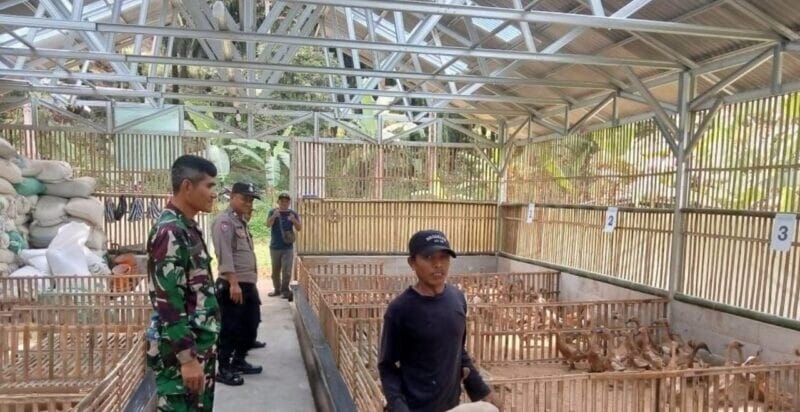 BABINSA KORAMIL 2204/CIKIDANG LAKSANAKAN PENGECEKAN PETERNAKAN BEBEK PETELUR BUMDES DESA PANGKALAN 10