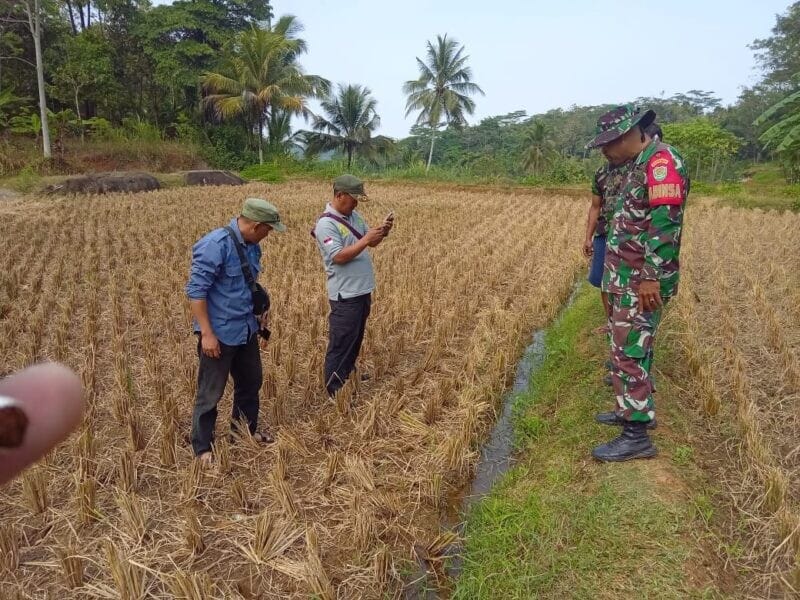 BABINSA KORAMIL 2215/CIEMAS LAKSANAKAN PENGECEKAN LAHAN SIAP OLAH DALAM RANGKA MENDUKUNG KETAHANAN PANGAN 4