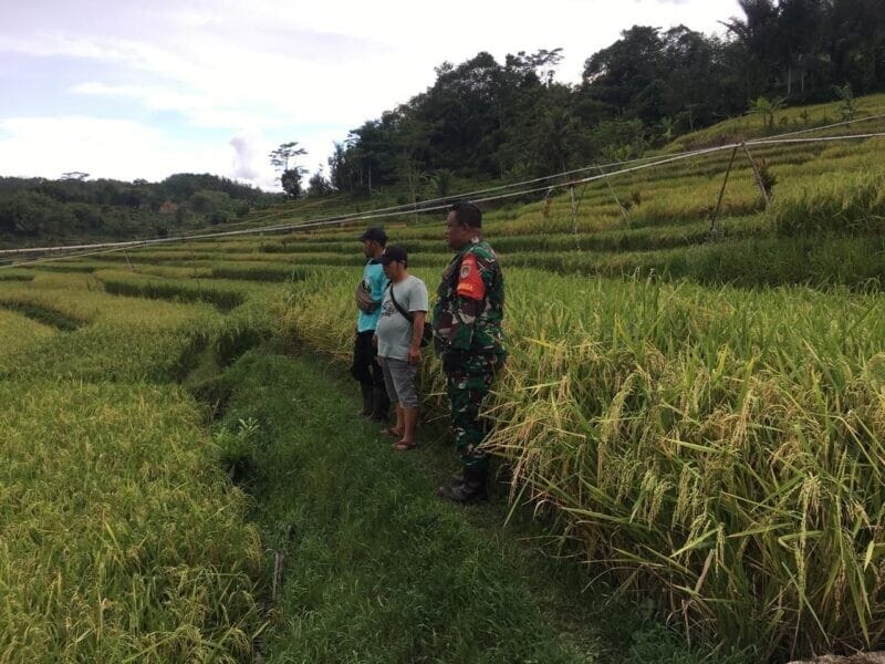 BABINSA KORAMIL 2207/JAMPANGTENGAH LAKSANAKAN PENDAMPINGAN HANPANGAN PADI DI DESA NANGERANG 6