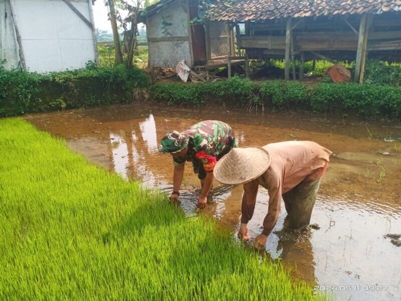 BABINSA KORAMIL 2206/PARAKANSALAK LAKSANAKAN PENDAMPINGAN KETAHANAN PANGAN BERSAMA POKTAN DI DESA SUKAKERSA 1 BABINSA KORAMIL 2206/PARAKANSALAK LAKSANAKAN PENDAMPINGAN KETAHANAN PANGAN BERSAMA POKTAN DI DESA SUKAKERSA