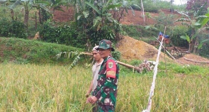 BABINSA KORAMIL 2209/LENGKONG LAKSANAKAN PENDAMPINGAN KETAHANAN PANGAN DI DESA NEGLASARI 1 BABINSA KORAMIL 2209/LENGKONG LAKSANAKAN PENDAMPINGAN KETAHANAN PANGAN DI DESA NEGLASARI