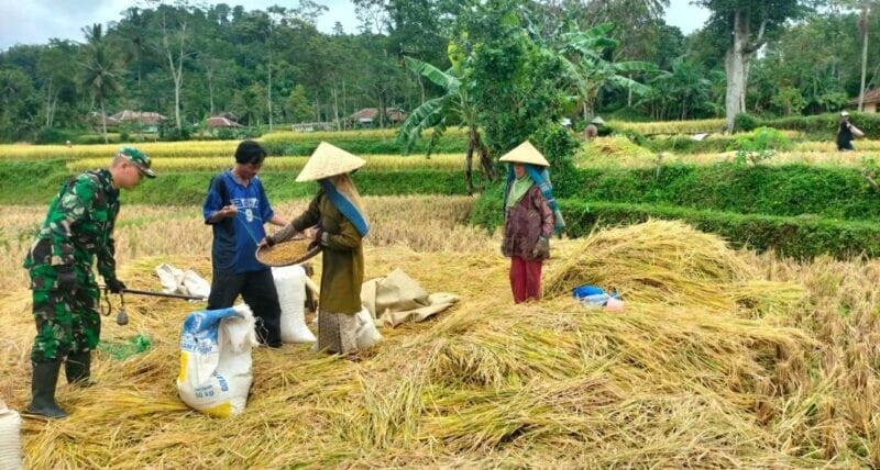 BABINSA KORAMIL 2211/SAGARANTEN LAKSANAKAN PENDAMPINGAN KETAHANAN PANGAN DI DESA TANJUNGSARI 1 BABINSA KORAMIL 2211/SAGARANTEN LAKSANAKAN PENDAMPINGAN KETAHANAN PANGAN DI DESA TANJUNGSARI