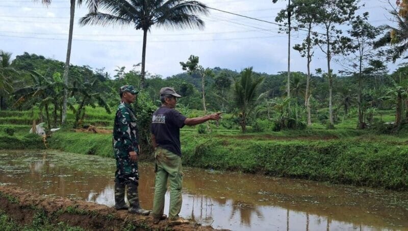 Babinsa Koramil 2207/Jampangtengah Laksanakan Pendampingan Hanpangan Bersama Poktan Ridho Manah 1