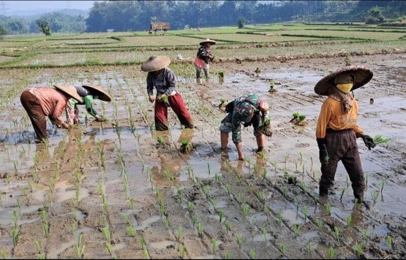 BABINSA KORAMIL 2207/JAMPANGTENGAH LAKSANAKAN PENDAMPINGAN KETAHANAN PANGAN PADI DI DESA SINDANGRESMI 1 BABINSA KORAMIL 2207/JAMPANGTENGAH LAKSANAKAN PENDAMPINGAN KETAHANAN PANGAN PADI DI DESA SINDANGRESMI
