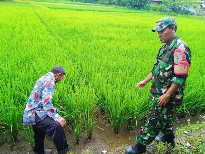 BABINSA KORAMIL 2212/TEGALBULEUD LAKSANAKAN PENDAMPINGAN HANPANGAN KEPADA KELOMPOK TANI DI DESA SUMBERJAYA 1 BABINSA KORAMIL 2212/TEGALBULEUD LAKSANAKAN PENDAMPINGAN HANPANGAN KEPADA KELOMPOK TANI DI DESA SUMBERJAYA