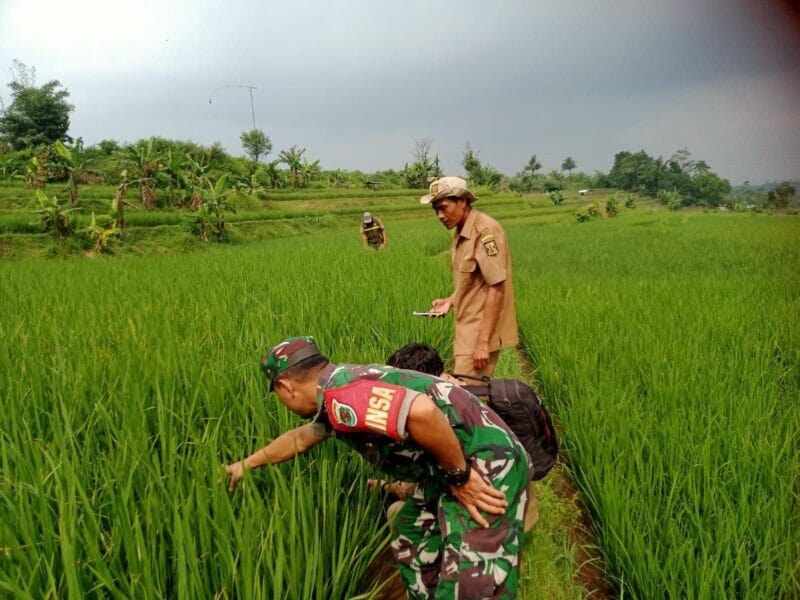 BABINSA KORAMIL 2206/PARAKANSALAK LAKSANAKAN PENGAWASAN KETAHANAN PANGAN BERSAMA POKTAN DI DESA BOJONGASIH 1 BABINSA KORAMIL 2206/PARAKANSALAK LAKSANAKAN PENGAWASAN KETAHANAN PANGAN BERSAMA POKTAN DI DESA BOJONGASIH