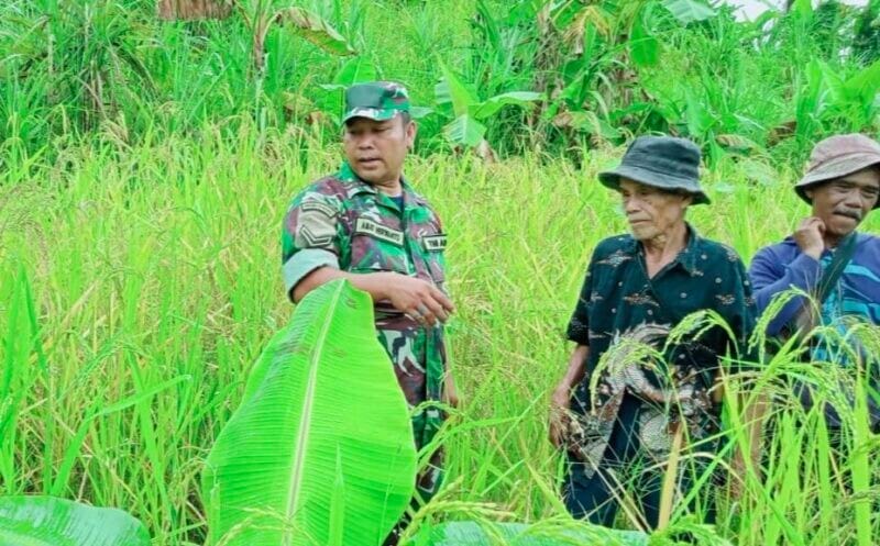 BABINSA KORAMIL 2212/TEGALBULEUD LAKSANAKAN PENDAMPINGAN KETAHANAN PANGAN DI DESA CALINGCING 1 BABINSA KORAMIL 2212/TEGALBULEUD LAKSANAKAN PENDAMPINGAN KETAHANAN PANGAN DI DESA CALINGCING