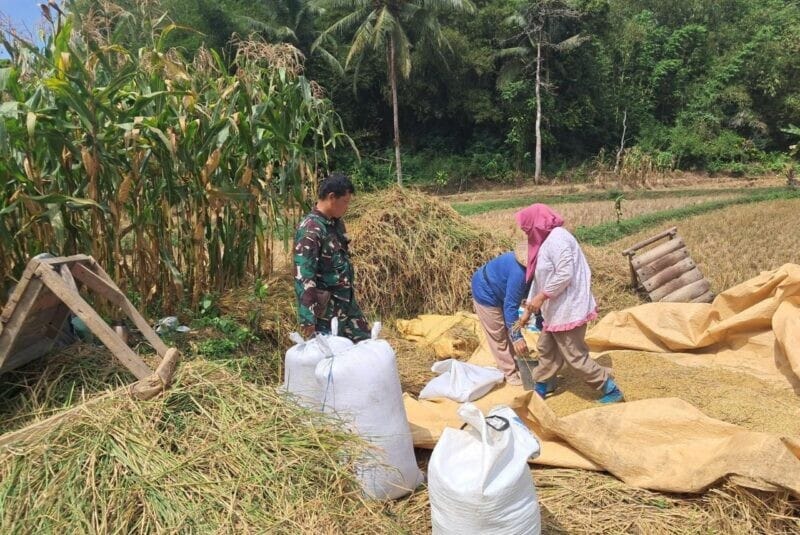 BABINSA KORAMIL 2207/JAMPANGTENGAH DAMPINGI KEGIATAN KETAHANAN PANGAN DI DESA SINDANGRESMI 1 BABINSA KORAMIL 2207/JAMPANGTENGAH DAMPINGI KEGIATAN KETAHANAN PANGAN DI DESA SINDANGRESMI