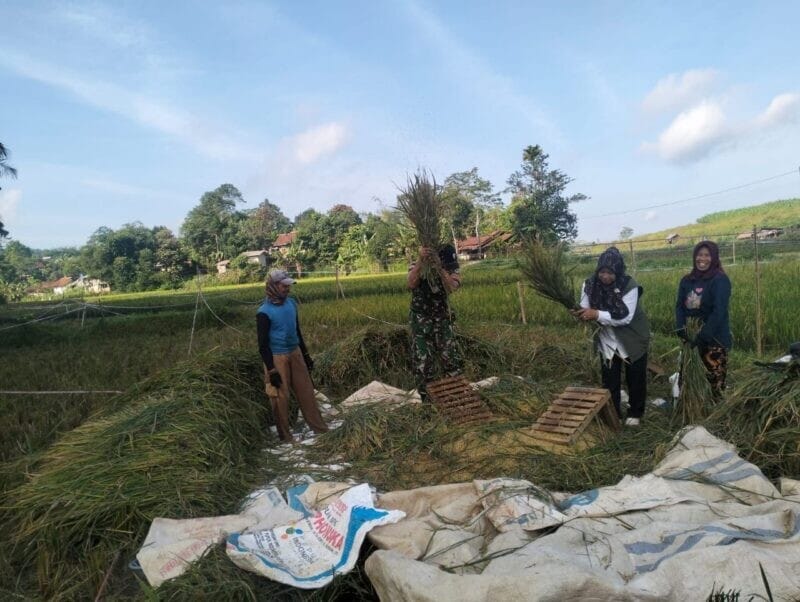 Babinsa Koramil 2207/Jampangtengah Dampingi Kegiatan Ketahanan Pangan di Desa Cicukang 9
