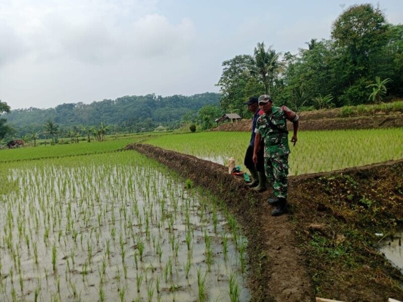 Babinsa Koramil 2212/Tegalbuleud Dampingi Poktan dalam Kegiatan Ketahanan Pangan 1