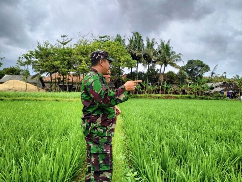 BABINSA KORAMIL 2212/TEGALBULEUD LAKSANAKAN PENDAMPINGAN KETAHANAN PANGAN BAGI KELOMPOK TANI DI DESA BUNIASIH 1 BABINSA KORAMIL 2212/TEGALBULEUD LAKSANAKAN PENDAMPINGAN KETAHANAN PANGAN BAGI KELOMPOK TANI DI DESA BUNIASIH
