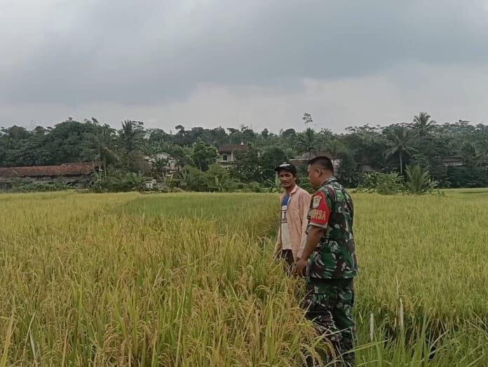 BABINSA KORAMIL 2206/PARAKANSALAK DAMPINGI POKTAN PERKUAT KETAHANAN PANGAN DI DESA SUKAKERSA 1 BABINSA KORAMIL 2206/PARAKANSALAK DAMPINGI POKTAN PERKUAT KETAHANAN PANGAN DI DESA SUKAKERSA