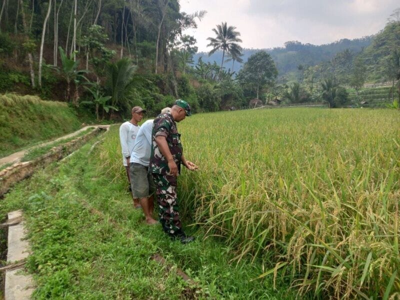 BABINSA DESA PULOSARI LAKSANAKAN PENDAMPINGAN KETAHANAN PANGAN BERSAMA POKTAN CIGOONG 1 BABINSA DESA PULOSARI LAKSANAKAN PENDAMPINGAN KETAHANAN PANGAN BERSAMA POKTAN CIGOONG